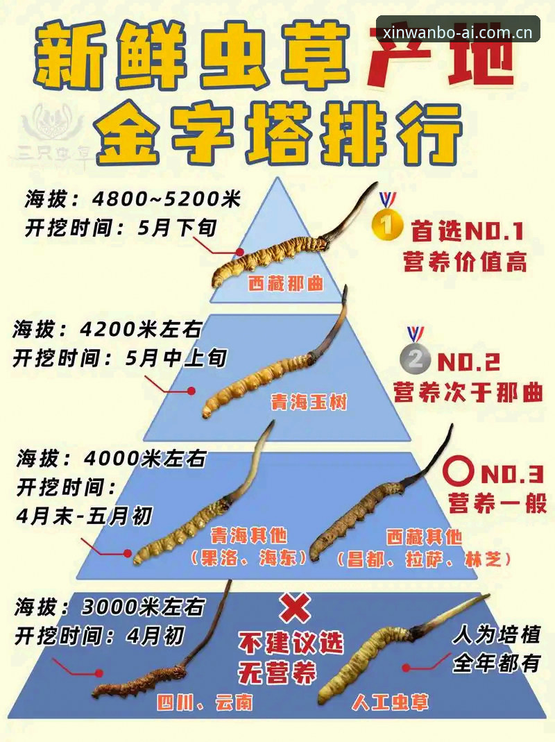 懂行的人都在看这里2025中文站攻略 懂行的人都在看这里2025中文站攻略:3个常见认知误区与更优解决路径